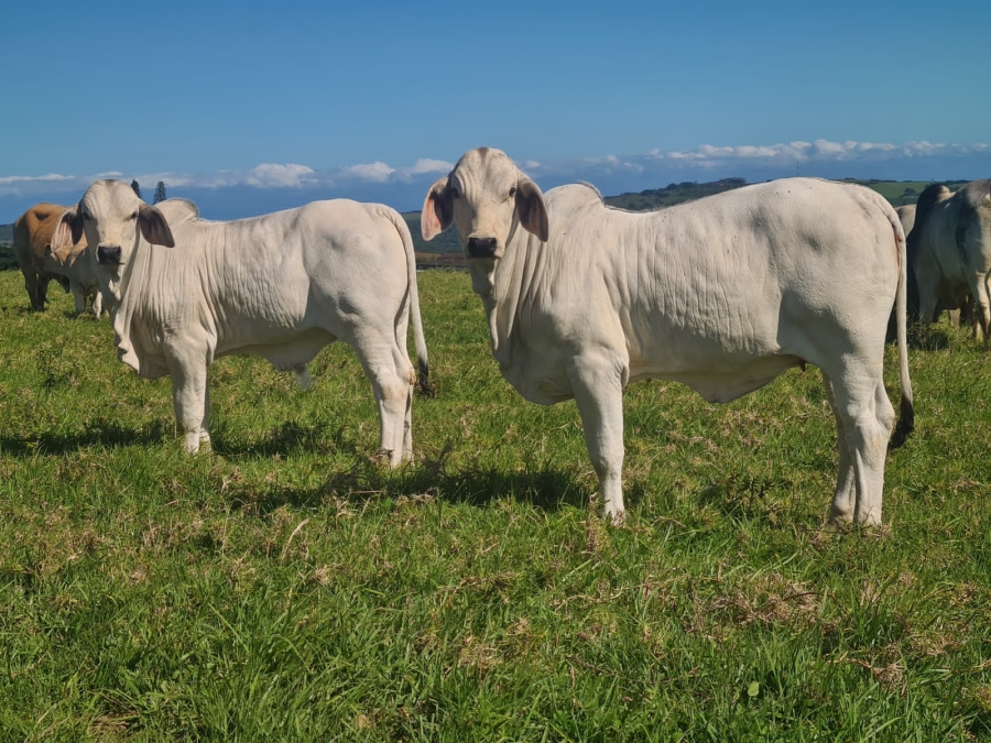 4 Bedroom Property for Sale in East London Rural Eastern Cape